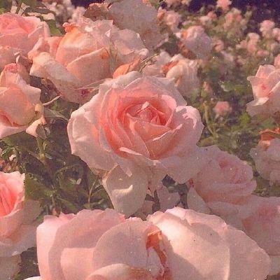 Mystic Twilight: Velvet Floral Symphony  